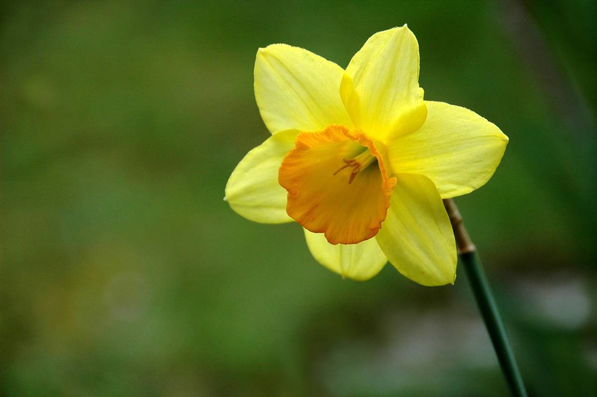 plant daffodils in southern Utah