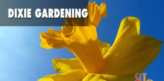 Dixie Gardening: How to plant daffodils in southern Utah for easy spring flowers plant daffodils in southern Utah