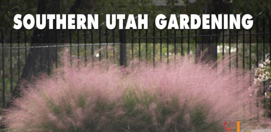 southern Utah gardening perennial ornamental grasses