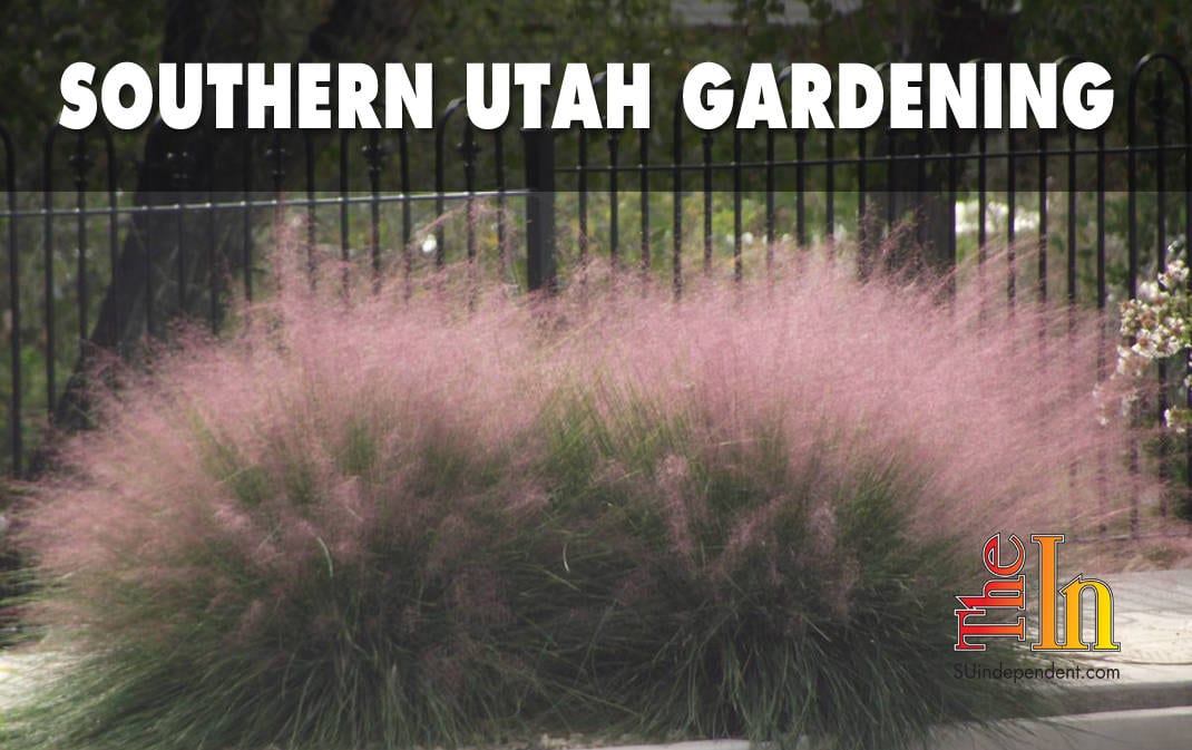 southern Utah gardening perennial ornamental grasses
