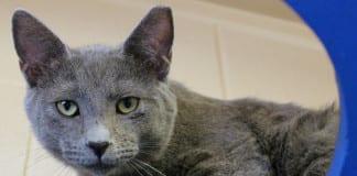 The Independent Adoptable Pets Guide