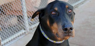 The Independent Adoptable Pets Guide Main - Adoptable Pets Guide