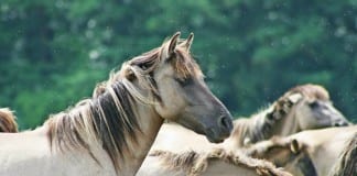 At Dixie Forum, Eric Thacker discusses wild horses Dixie Forum Eric Thacker Wild Horses
