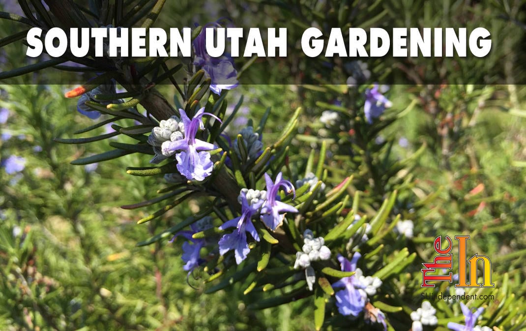 southern Utah gardening rosemary