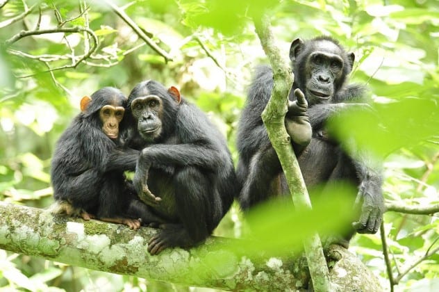 chimpanzees endangered