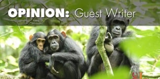 Classifying chimpanzees as endangered will kill them chimpanzees endangered