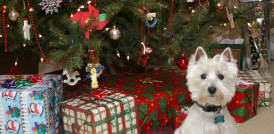 holiday gifts for dogs