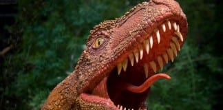 DSU rebranding survey open to community DSU rebranding survey