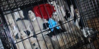 Letter to the Editor: At pet stores like Fur de Leash, think twice before you buy Fur de Leash