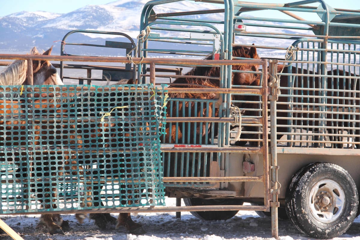 slaughtering wild horses