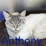 The Independent Adoptable Pets Guide - Anthony
