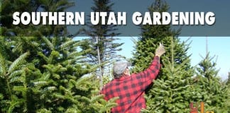 Southern Utah Gardening living Christmas tree