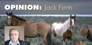 Slaughtering wild horses and the BLM: A fatal mix slaughtering wild horses