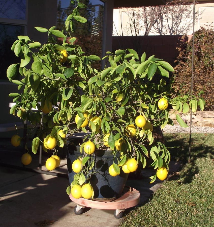 growing citrus in southern Utah