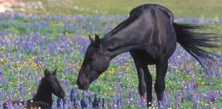 Letter to the Editor: Welfare ranchers are the problem Welfare ranchers