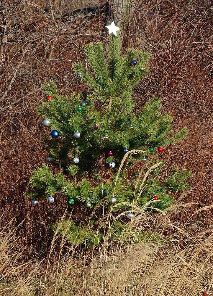 Southern Utah Gardening living Christmas tree