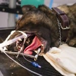 At Best Friends Animal Society, veterinarians spend Thanksgiving volunteering Best Friends Animal Society