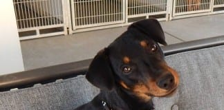 The Independent Adoptable Pets Guide The Independent Adoptable Pets Guide