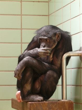 chimpanzees endangered