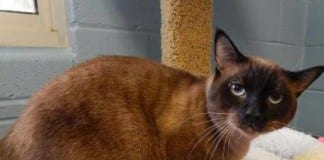 The Independent Adoptable Pets Guide The Independent Adoptable Pets Guide