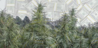 As a new industry, marijuana faces legal and financial questions Marijuana legal financial questions