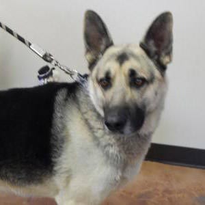 The Independent Southern Utah Adoptable Pets Guide: Chief