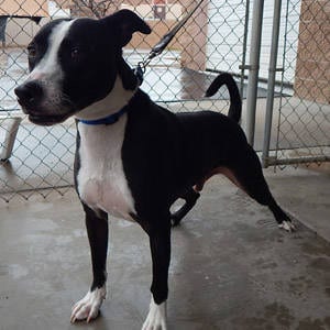 The Independent Southern Utah Adoptable Pets Guide: Logan