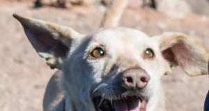 The Independent Southern Utah Adoptable Pets Guide Southern Utah Adoptable Pets Guide