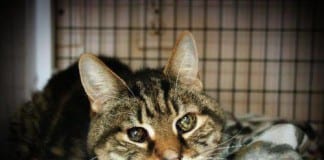 The Independent Southern Utah Adoptable Pets Guide The Independent Southern Utah Adoptable Pets Guide