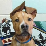 The Independent Southern Utah Adoptable Pets Guide: Kruz