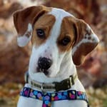 The Independent Southern Utah Adoptable Pets Guide: Lady