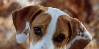 The Independent southern Utah Adoptable Pets Guide The Independent Southern Utah Adoptable Pets Guide