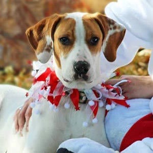 The Independent Southern Utah Adoptable Pets Guide: Lady
