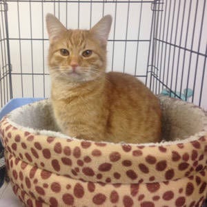 The Independent Southern Utah Adoptable Pets Guide: Omelet