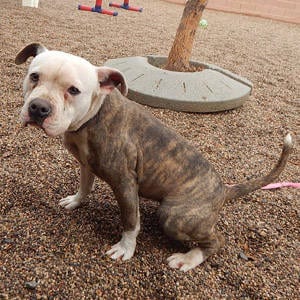 The Independent Southern Utah Adoptable Pets Guide: Pixie