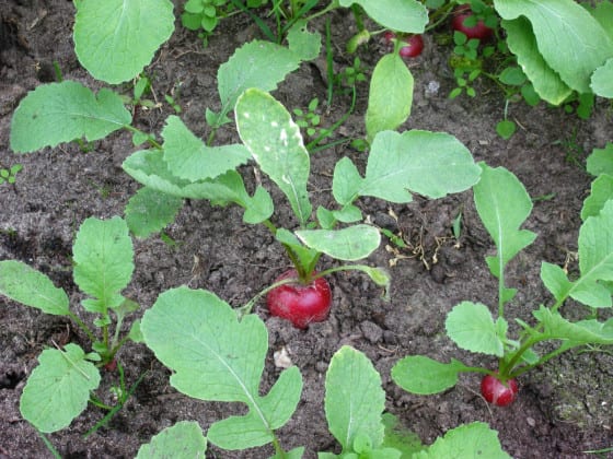 Southern Utah Gardening: Time to plant radishes in your southern Utah spring garden