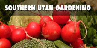Southern Utah Gardening: Time to plant radishes in your southern Utah spring garden Southern Utah Gardening: Time to plant radishes in your southern Utah spring garden
