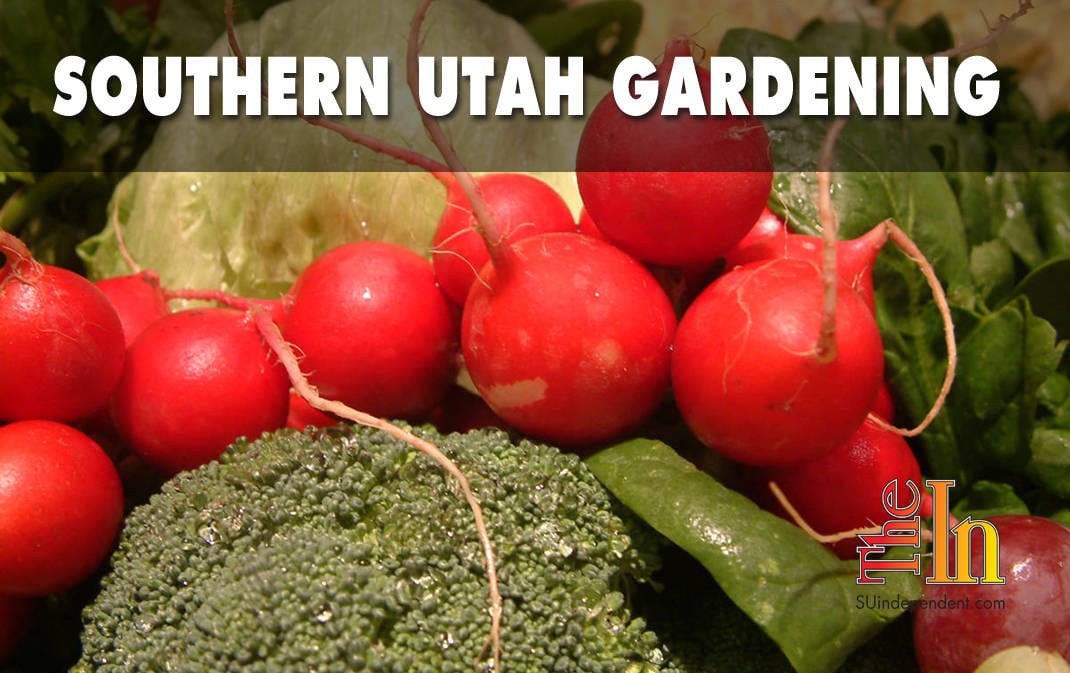Southern Utah Gardening: Time to plant radishes in your southern Utah spring garden