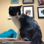 The Independent Southern Utah Adoptable Pets Guide: Rosie