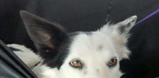 The Independent Southern Utah Adoptable Pets Guide The Independent Southern Utah Adoptable Pets Guide