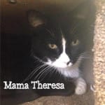 The Independent Southern Utah Adoptable Pets Guide: Theresa