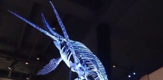 Southern Utah’s Sea Monsters subject of Dr. Alan Titus ZCFI lecture Dr. Alan Titus ZCFI