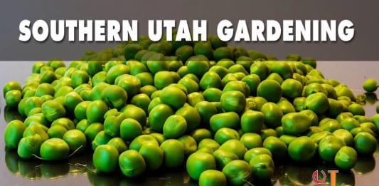 planting peas in southern Utah