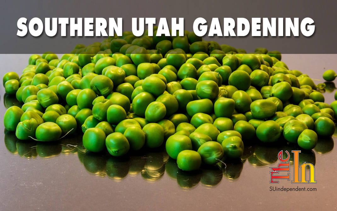 planting peas in southern Utah