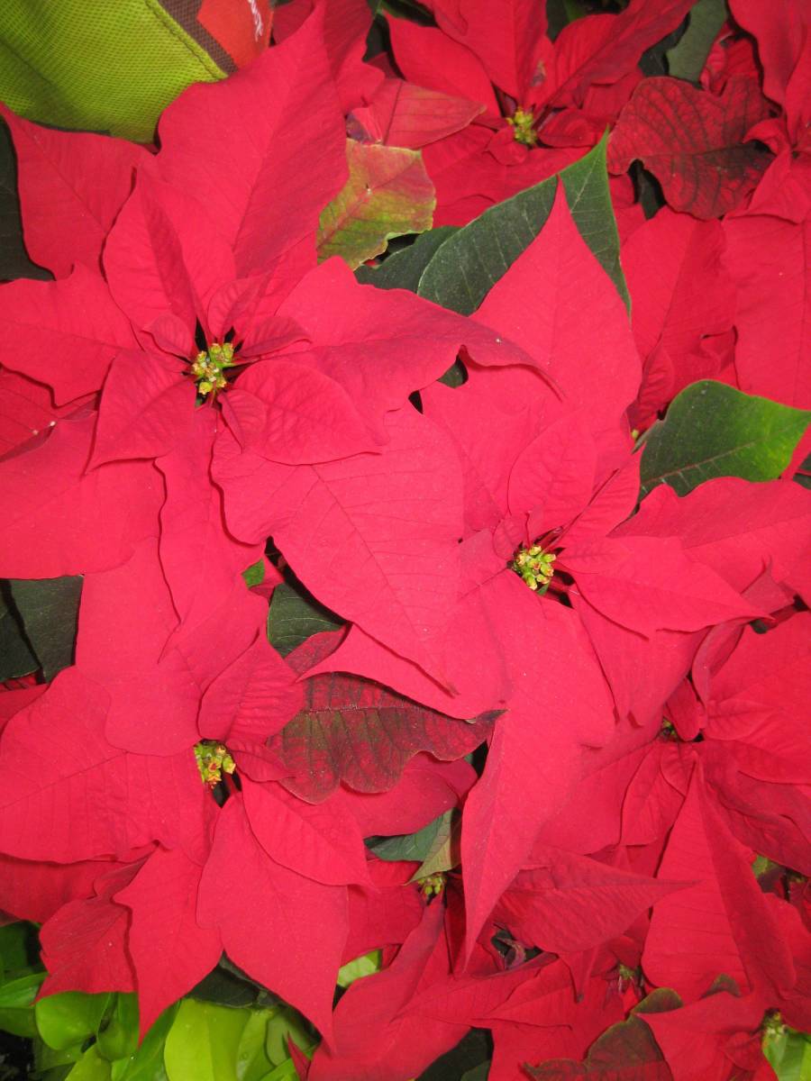 How to keep poinsettias alive