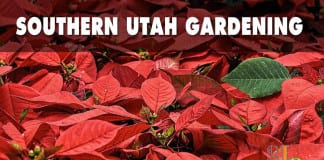 How to keep poinsettias alive beyond the holidays How to keep poinsettias alive