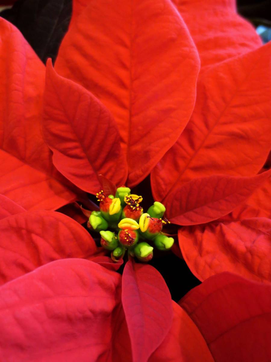 How to keep poinsettias alive