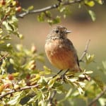 Southern Utah Weekend Events Guide features the St. George Winter Bird Festival