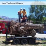Tree Pruning Utah