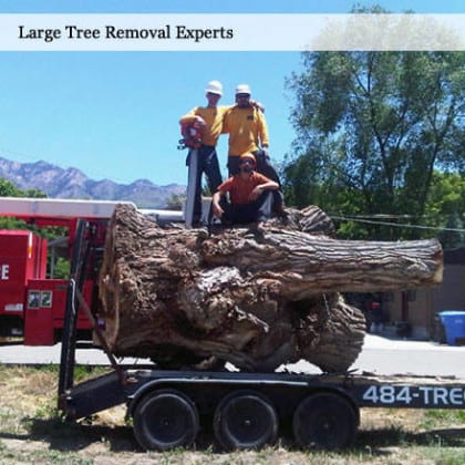 Tree Removal Utah | 10 percent off at Atlas Tree Service in September